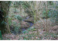 Stream running through wood1 Stream Running Through Woodland