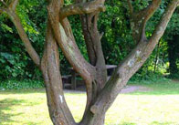 Tree trunk Tree Trunk