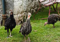 Turkeys1 Turkeys
