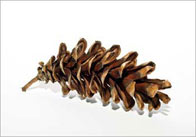 pine 21 Pine Cone