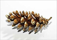 pine 4 Pine Cone