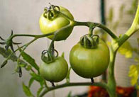 tomato 2 Tomato Plant 2