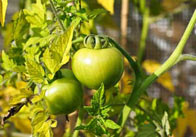 tomato Tomato Plant