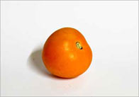 tomato22 Tomato on White Background