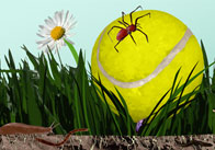 minibeasts in the garden thumb Minibeasts in the Garden Picture