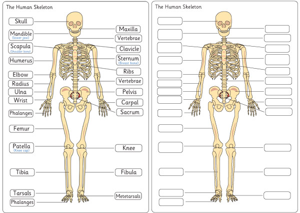 Human Skeleton Diagram Labelling Sheets | Free Early Years & Primary