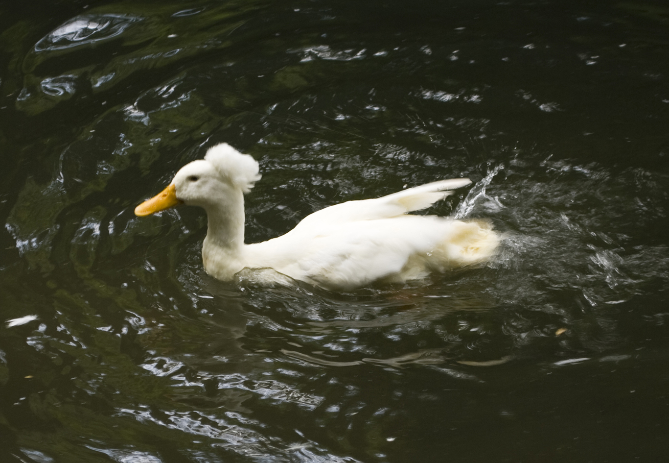 early-learning-resources-duck-in-the-pond-3-free-early-years-and