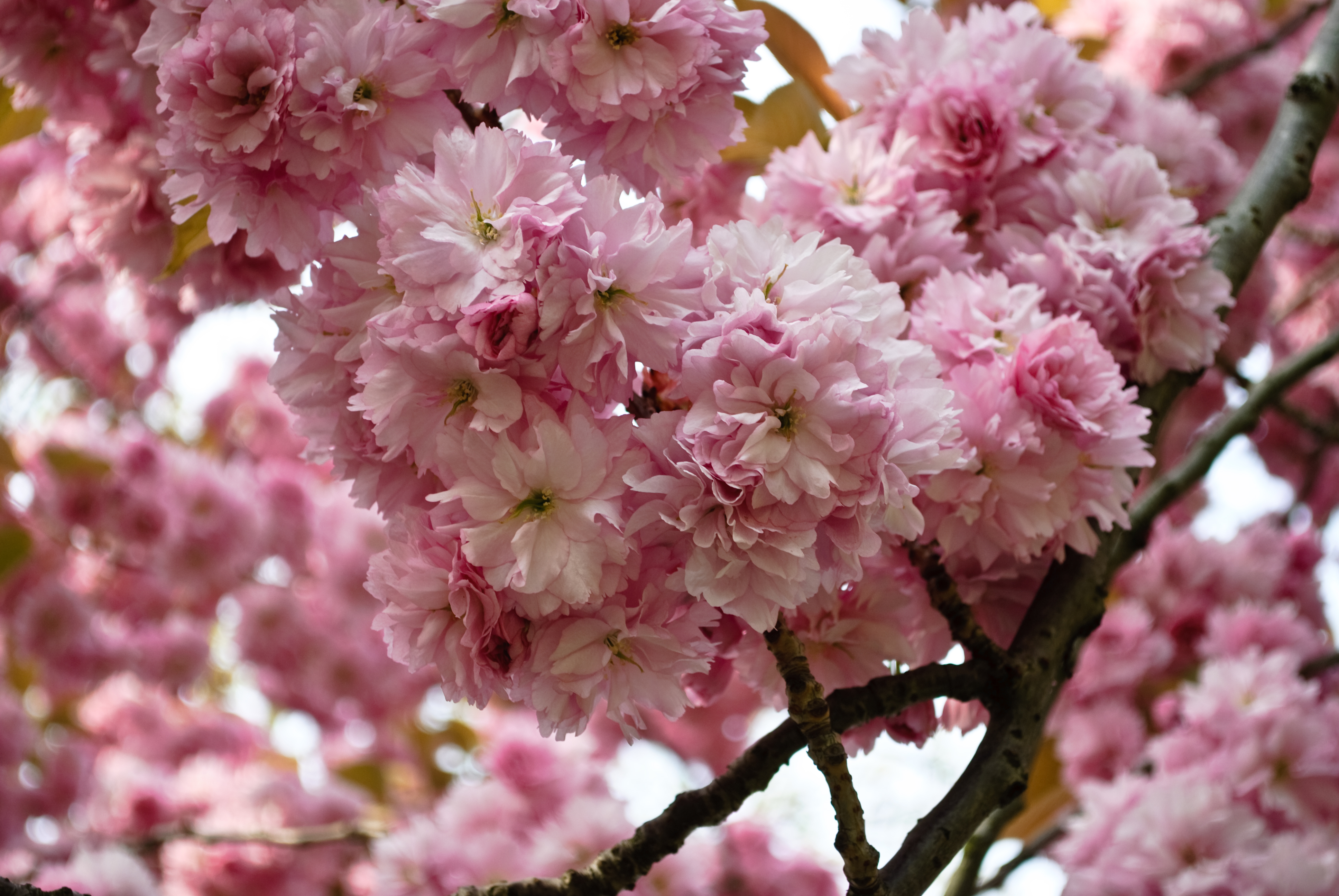 Early Learning Resources Cherry blossom 2 Free Early Years and
