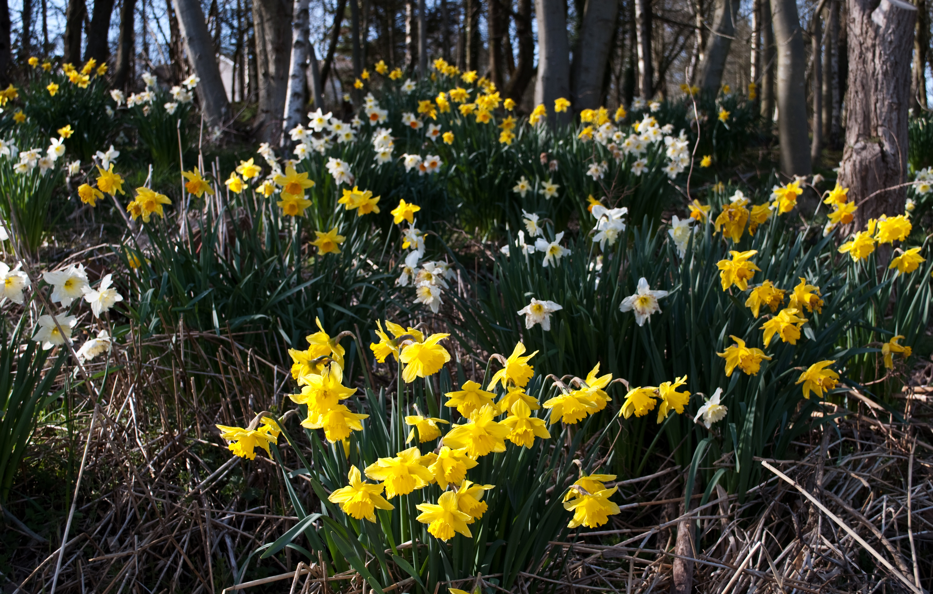 Early Learning Resources Daffodils Free Early Years and Primary