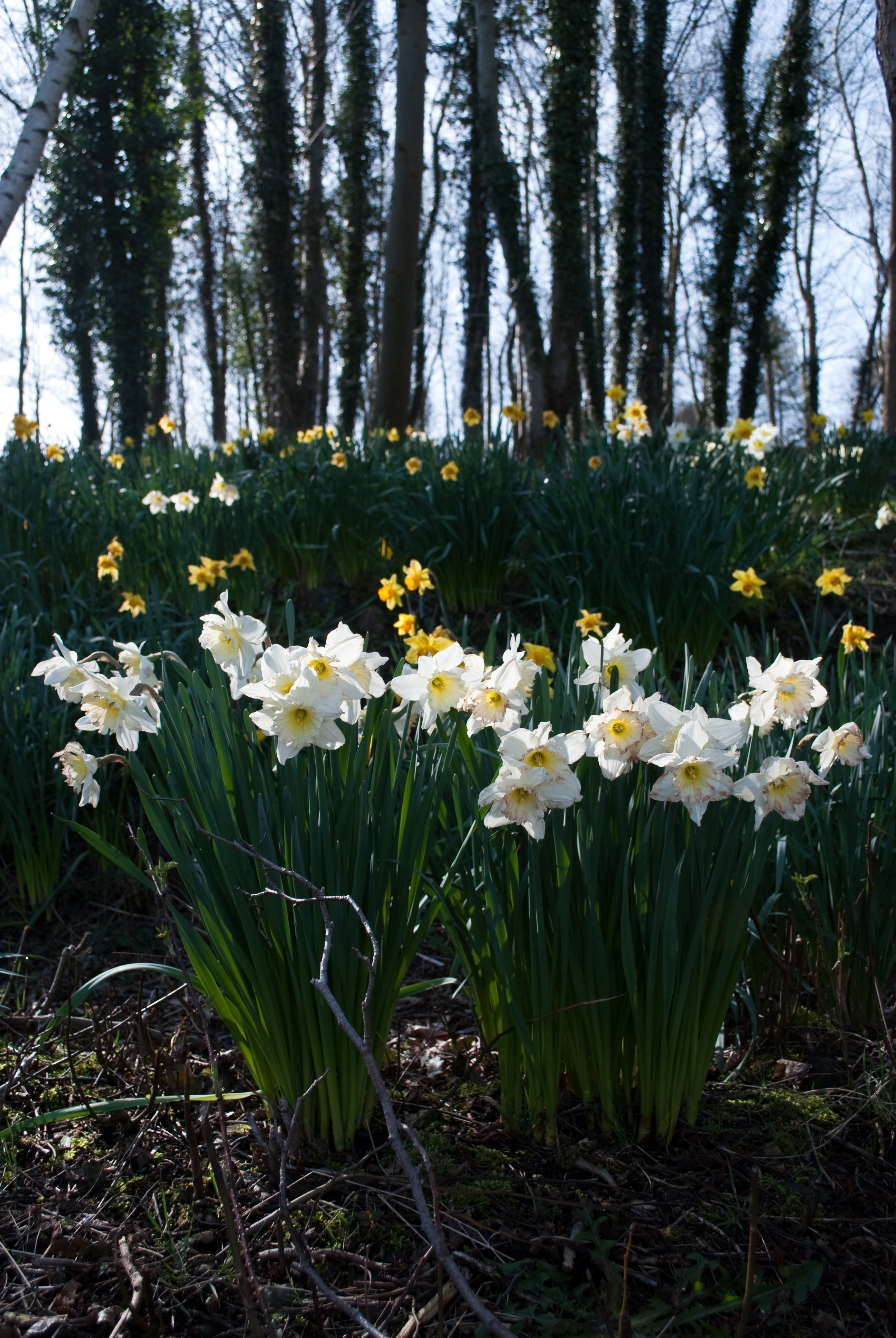 early-learning-resources-daffodils-6-free-early-years-and-primary