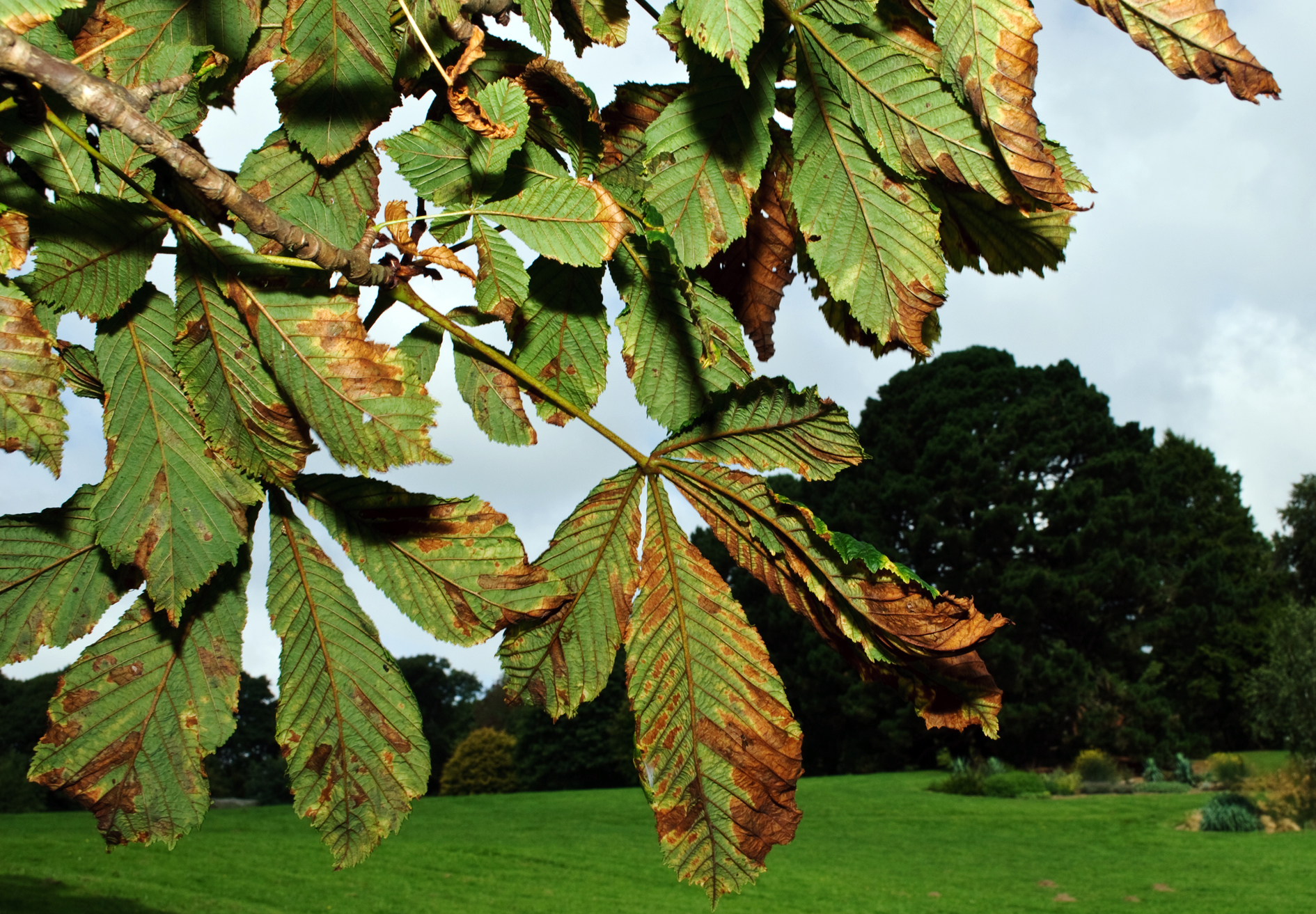 Early Learning Resources Horse Chestnut Tree in Autumn 2 - Free Early Years and Primary Teaching ...