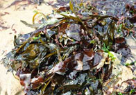 Photograph of Seaweed