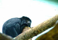 Sleeping Chimp