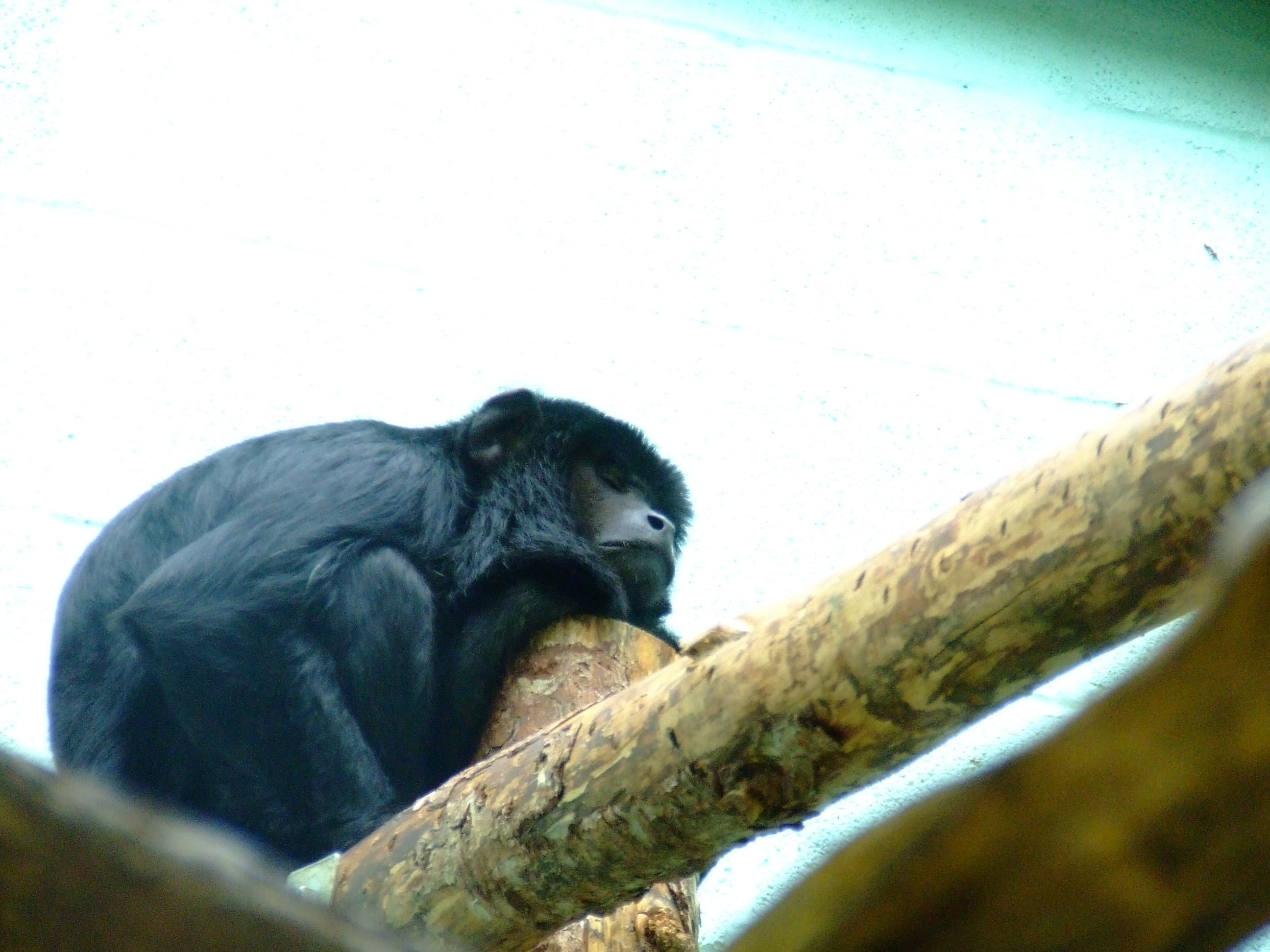 early-learning-resources-sleeping-chimp-free-early-years-and-primary