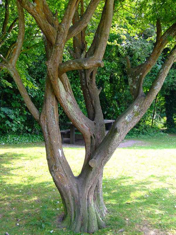 Early Learning Resources Tree Trunk - Free Early Years and Primary