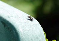 Fly on a Chair 2