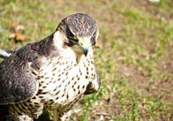 Peregrine Falcon 2