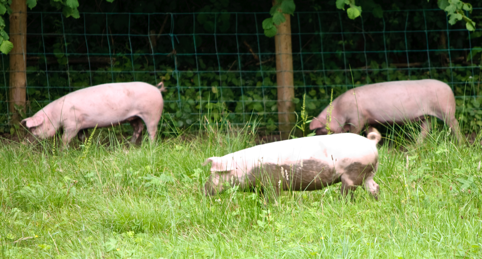 Early Learning Resources Pigs in a Field - Free Early Years and Primary