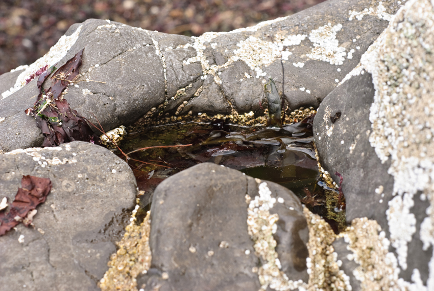 Early Learning Resources Photograph of a Rockpool EYFS and KS1