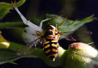 Spider and Wasp 4