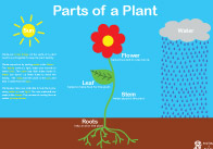 Parts of a Plant