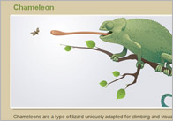 Reptile Fact Cards