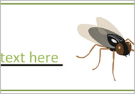 Editable Insect / Minibeast Labels