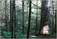 Small World Scenery: Forest