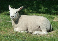 Farming Photo Pack