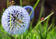 Small World Scenery: Minibeasts