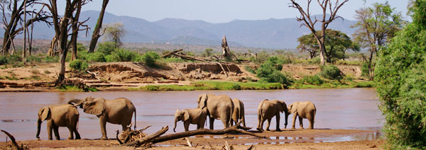 African Safari Poster