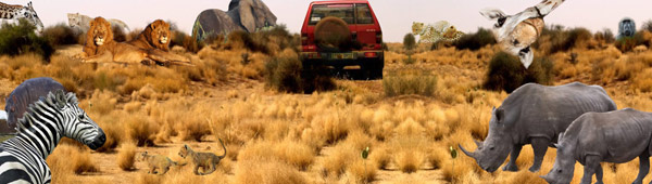 Safari