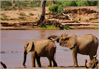 Small World Scenery: Safari