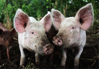 Farmyard Animals Photo Pack
