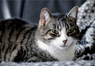 Pet Photo Pack