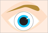 Body Parts Communication Flashcards