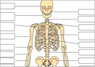 Human Skeleton Diagram Labelling Sheets