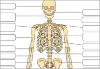 Early Learning Resources Human Skeleton Diagram Labelling Sheets