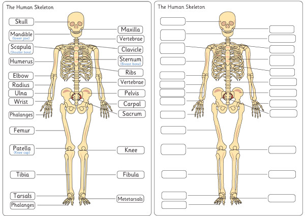 Early Learning Resources Human Skeleton Diagram Labelling Sheets