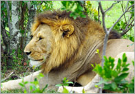 Africa Photo Pack