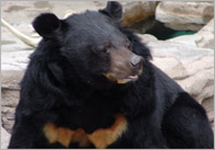 Bear Photo Pack / Collection