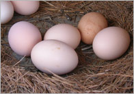 Egg Photo Pack
