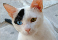 Cat Photo Pack