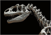 Dinosaur Photo Pack