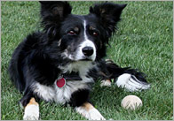 Dog Photo Pack