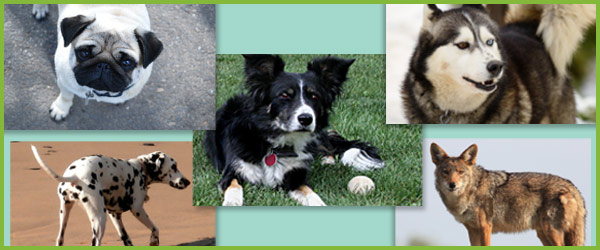 Dog Photographs