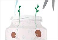 Beans In A Jar Activity