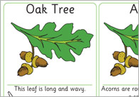 Matching Leaves and Seeds Activity