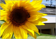 Flowers Photo Pack