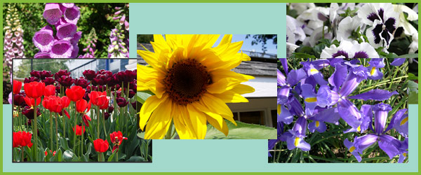 Flowers Photo Pack